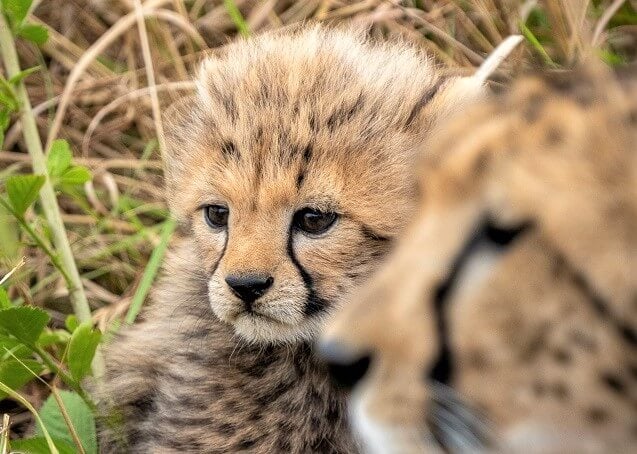 Cute cheetah cubs