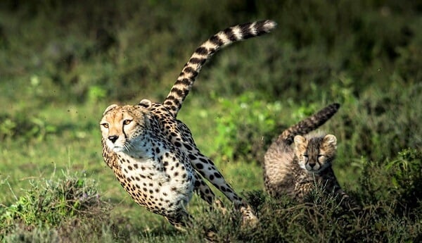 Running cheetah