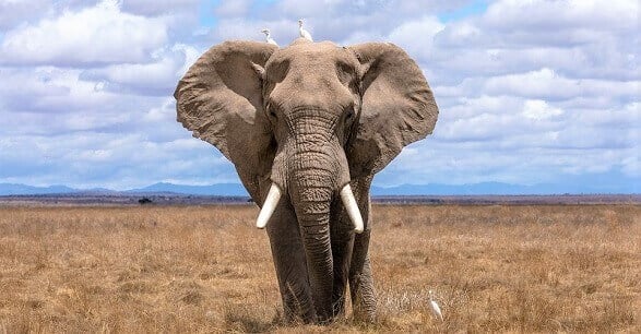 14 Fantastic Facts about Elephants | toucanBox