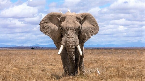 African elephant