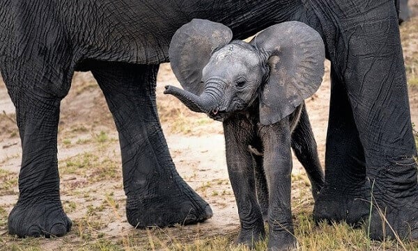 Baby elephant