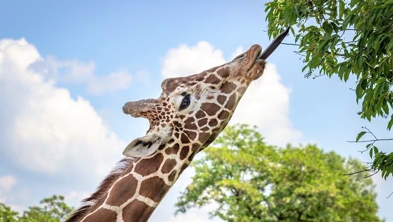 giraffe eating