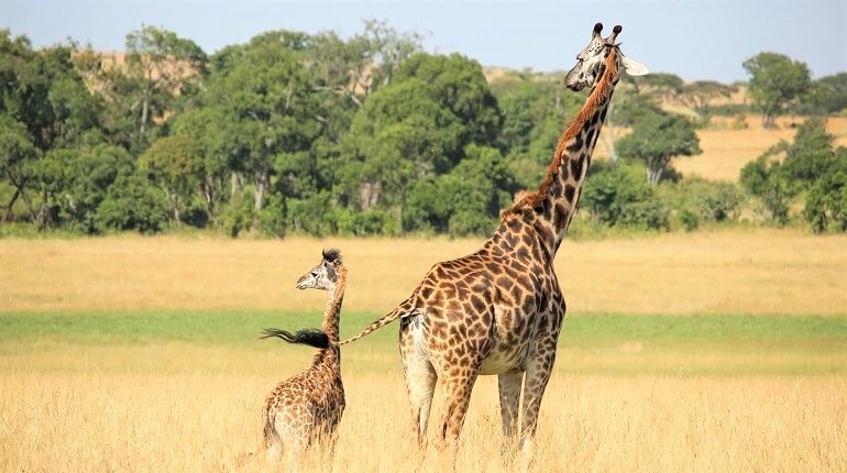 giraffe with baby