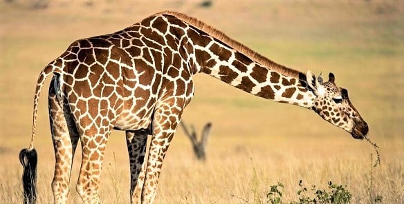 15 Fantastic Giraffe Facts for Clever Kids | toucanBox