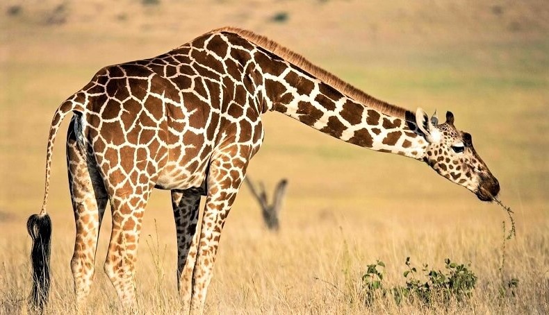 reticulated giraffe