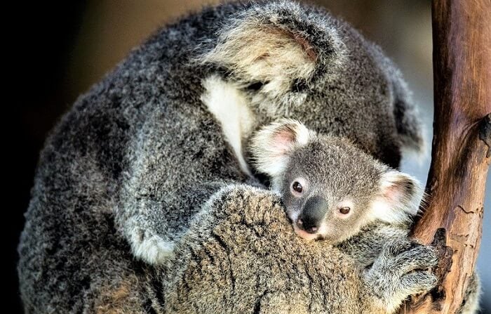 Sleeping koala