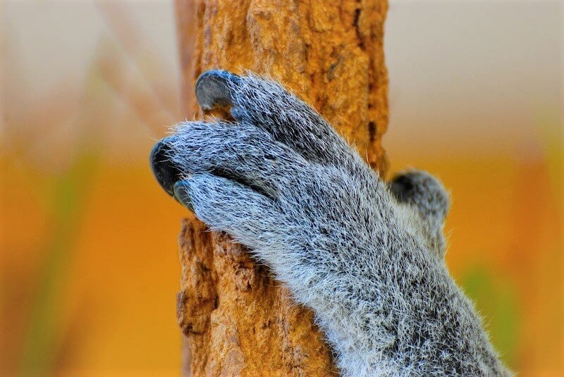 Koala paw