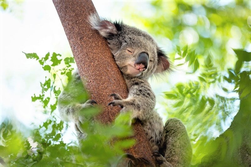 Sleeping koala