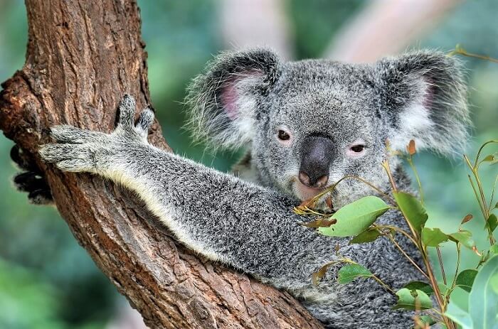 Smiling Koala