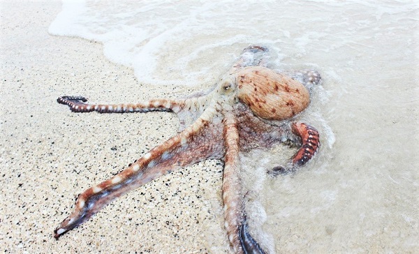 Octopus on the beach