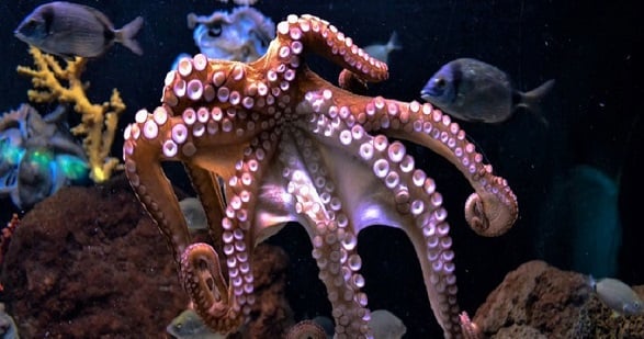 15 Amazing Octopus Facts for Kids | toucanBox