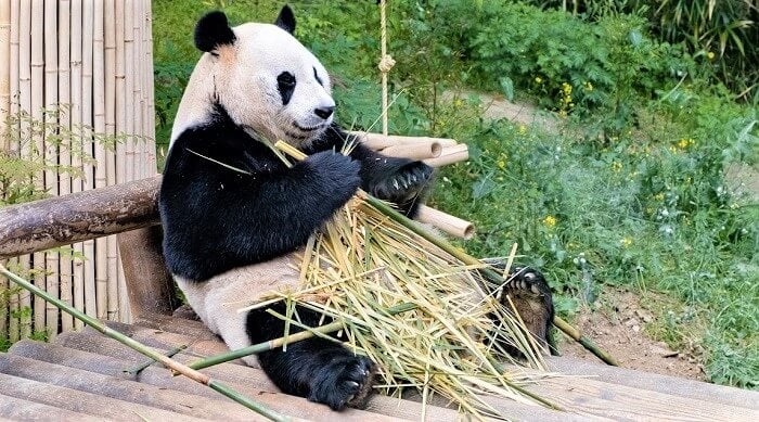 Giant panda eating bamboo