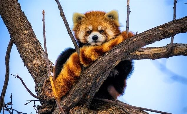 Red panda on a tree