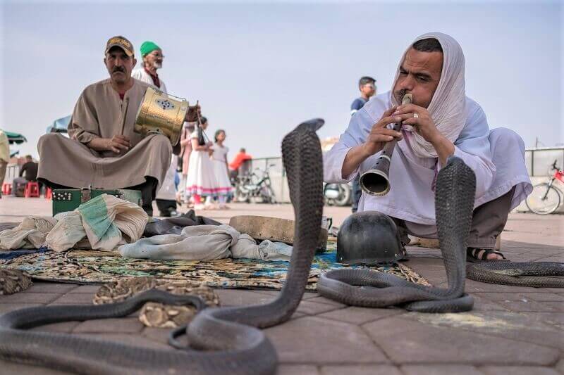 Snake charmer with dancing snake