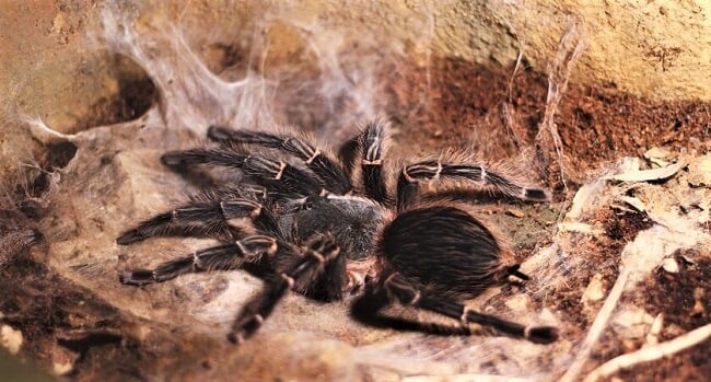 Tarantula Spider