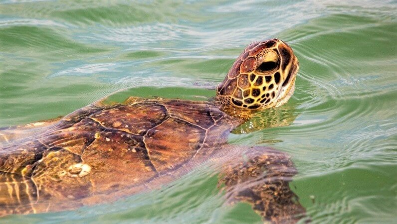 Kemps ridley turtle swimming